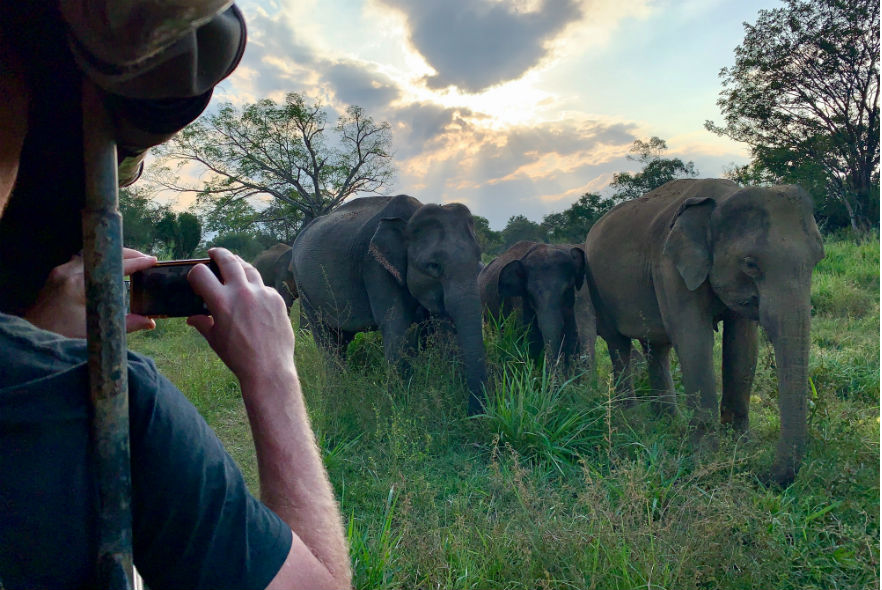 Monitoring elephants in the wild