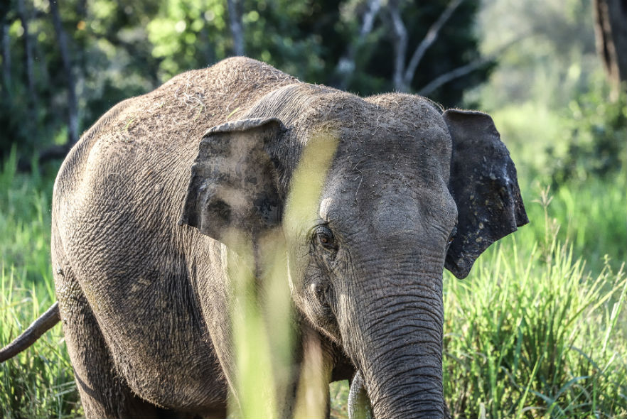 Sri Lankan elephant