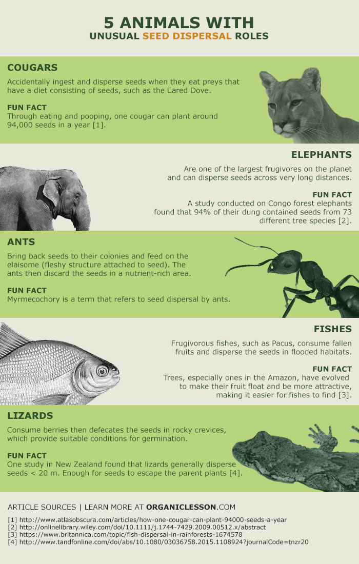 Animals with seed dispersal roles - guide | Pod Volunteer