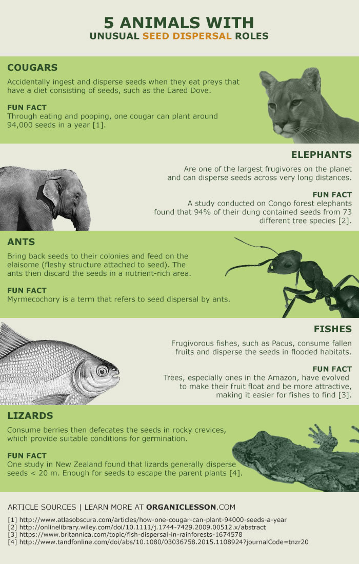 Seed dispersal