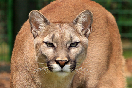 Cougar