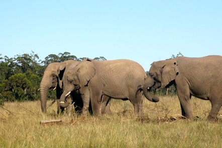 Elephants