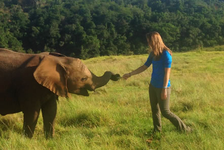 With one of the younger elephants