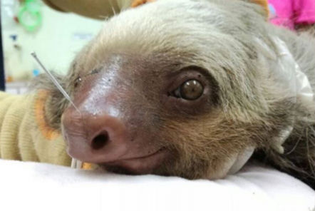 Sloth rehabilitating at the centre