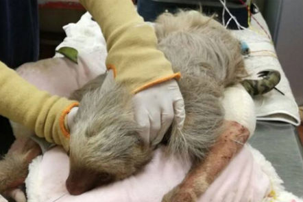 Sloth receiving treatment at Wildlife Rescue sanctuary