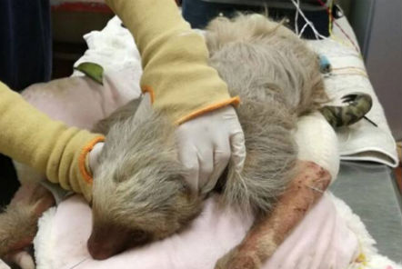 Sloth receiving treatment at Wildlife Rescue sanctuary