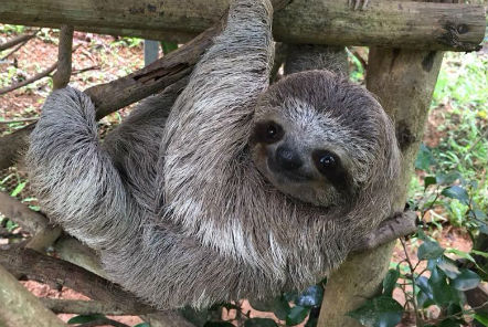 Baby sloth recovering at the centre 