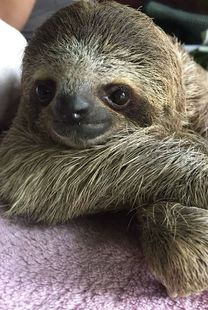 Young sloth is cared for by the team in Costa Rica