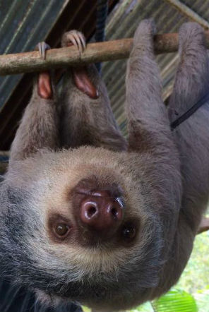 Sloth prior to release back into the rainforest