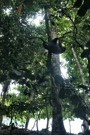 Sloth is released back into the rainforest