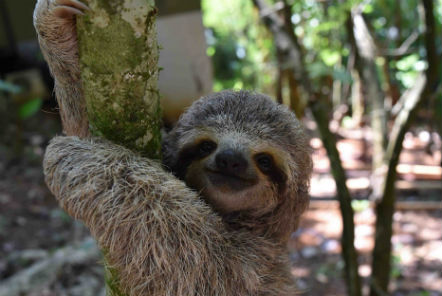 International Sloth Day – Updates from Costa Rica!