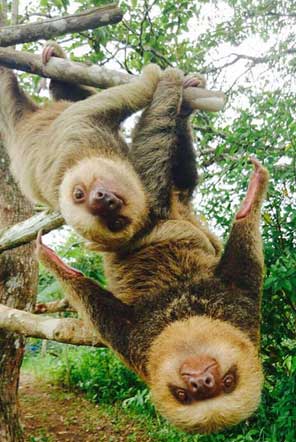 Sloths are perfectly designed to hang in trees