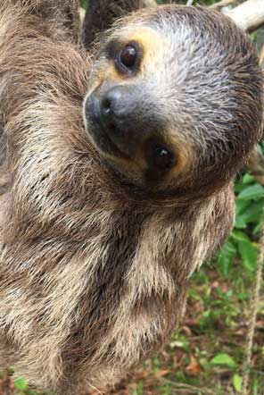Sloth chilling at our project in Costa Rica 