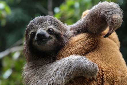 Sloth rehabilitating at the Wildlife Rescue sanctuary in Costa Rica
