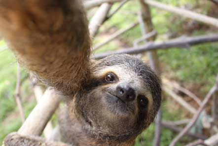 Seven Spectacular Fact about Sloths!