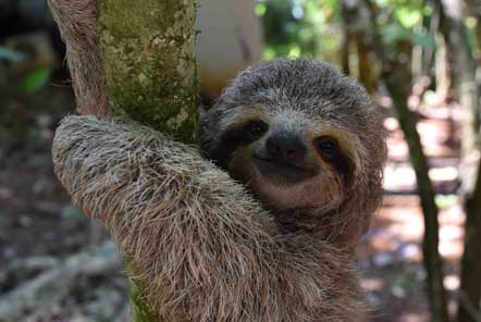 Sloth in tree