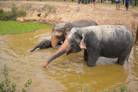 Elephants in the lake