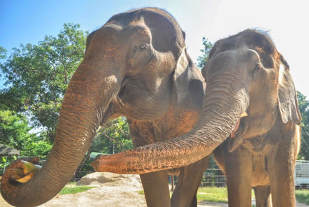 Video: Thailand Elephant Care