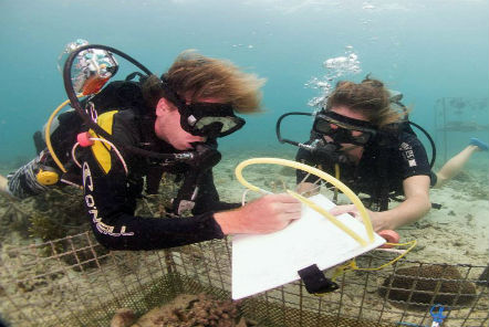 Volunteers diving to classify coral 