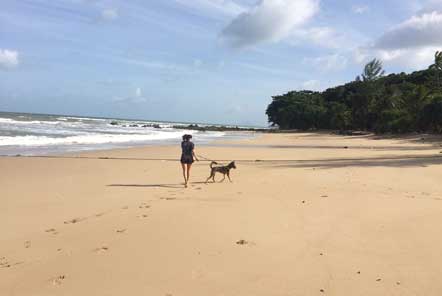 Dog and Cat Rescue in Thailand