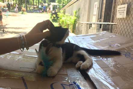 Thailand Dog and Cat Rescue