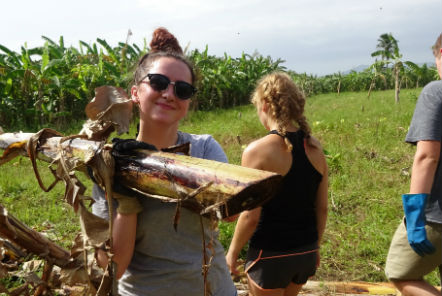 Volunteer doing a banana tree harvest