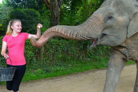 Volunteer walking with a rescued elephant at the sanctuary