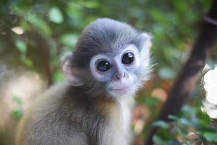 Langur