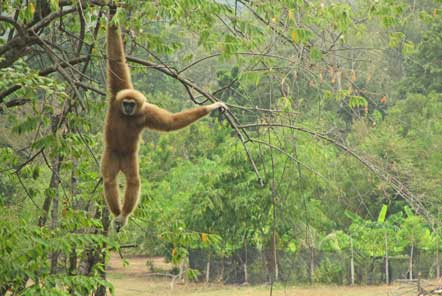 Gibbon