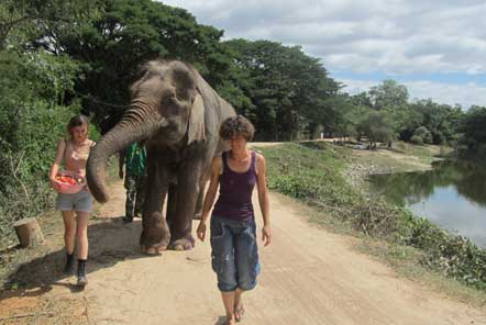 Waling with elephants