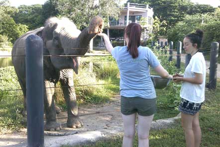 U18 Elephant Care in Thailand