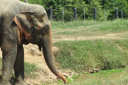 U18 Elephant Care in Thailand