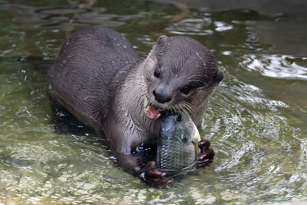 Otter