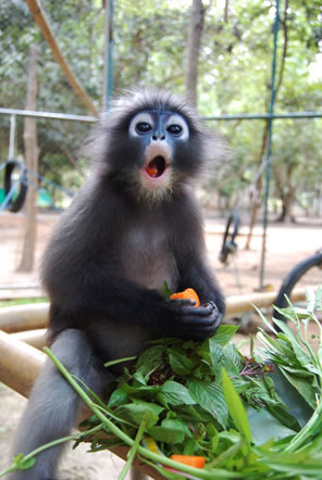 Monkey eating