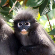 Wildlife Rescue in Thailand - A background
