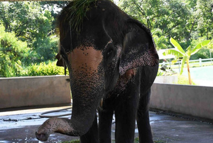 Newly rescued elephant at our sanctuary in Thailand