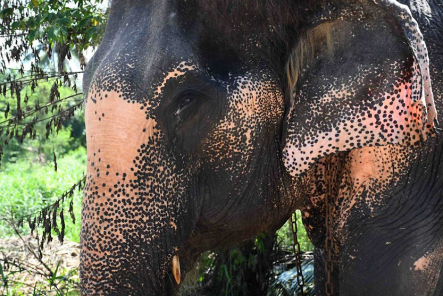 An exciting rescue at the Elephant Care project!