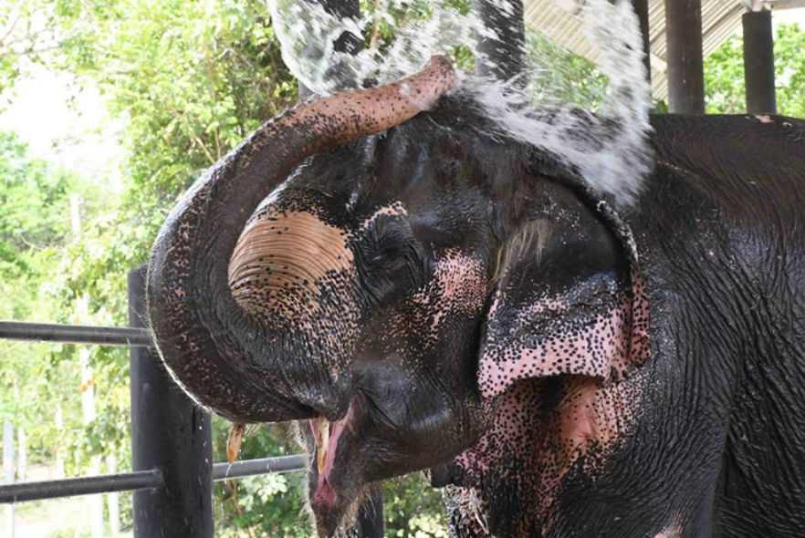 The new arrival enjoys a wash at the elephant sanctuary