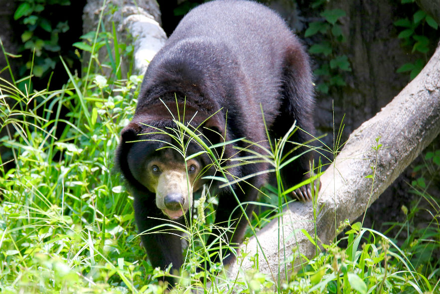 Volunteers joining the project work with bears and many other animals