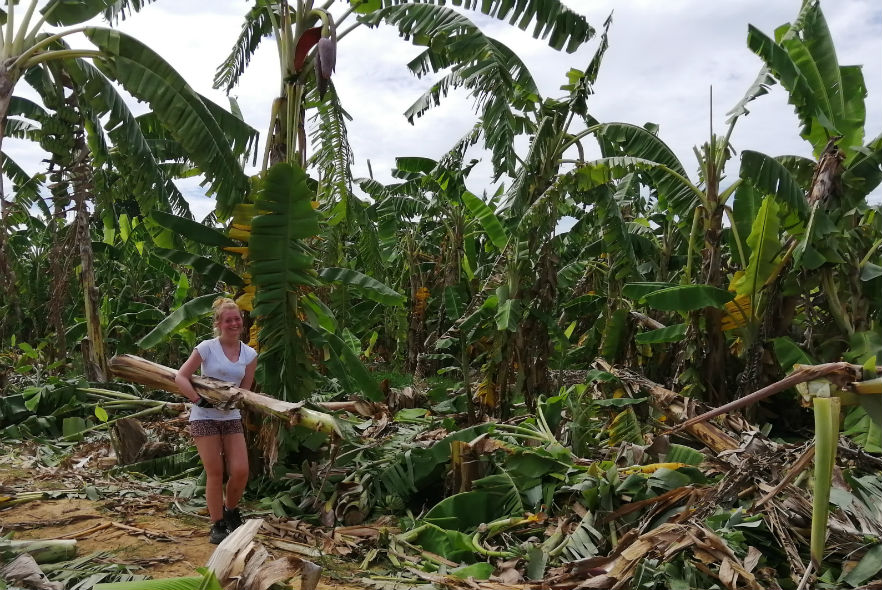 Harvesting banana trees to feed the animals