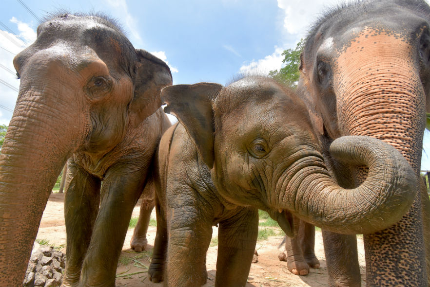 Elephants living happily at the sanctuary