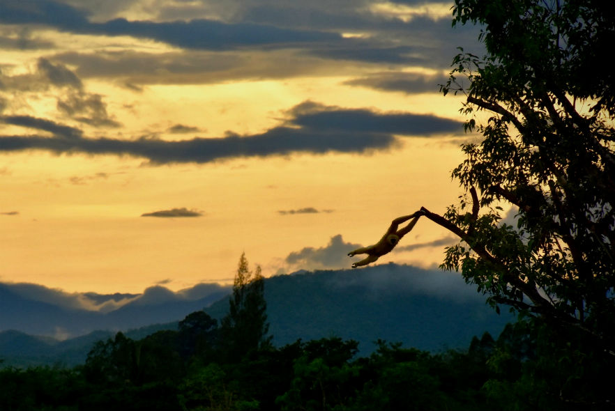 Monkey swinging though a tree in Thailand 