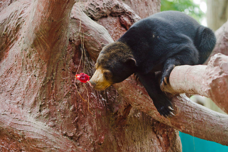 Bear in a tree