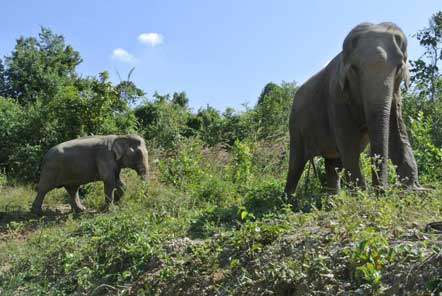 Pun and Pin the elephants