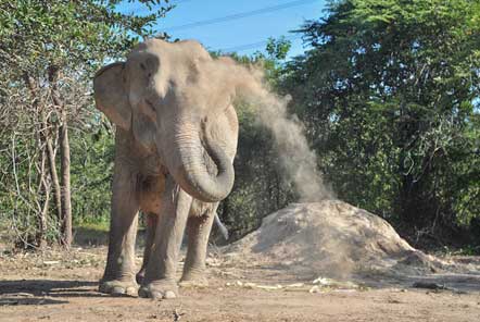 Dust throwing