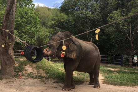 Enrichments for the elephants