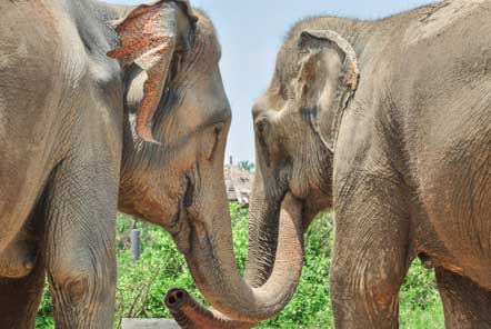 Elephant Care in Thailand - A background