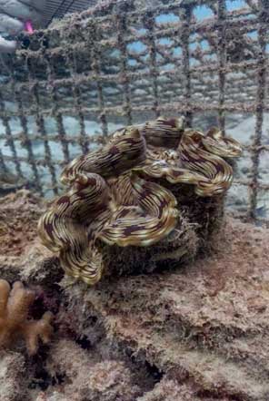 Giant Clams