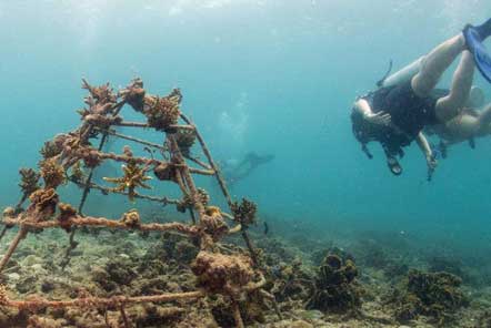 Artificial reef