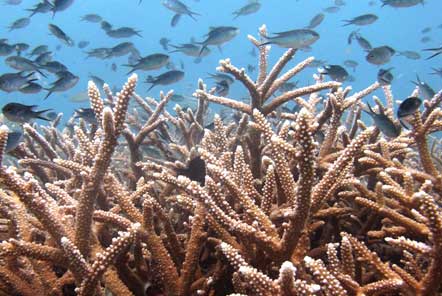 Coral nursery